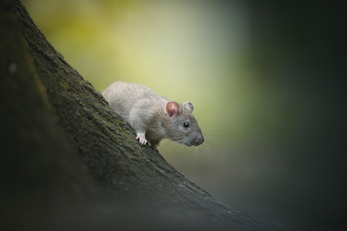 Rat in tree