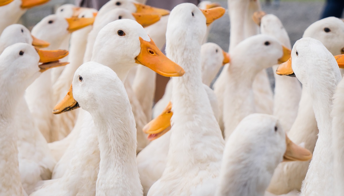 Duck farming in the UK