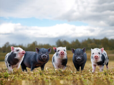 Lots of cute piglets on the walk. Funny animals, portrait