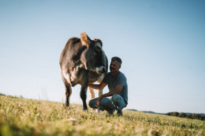 Joar Berge with cow Emma