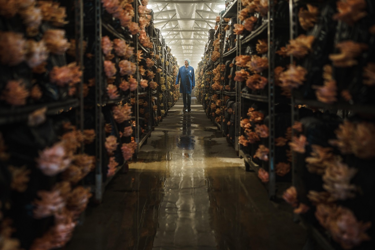 Smithy Mushrooms & The Little Mushroom Co.