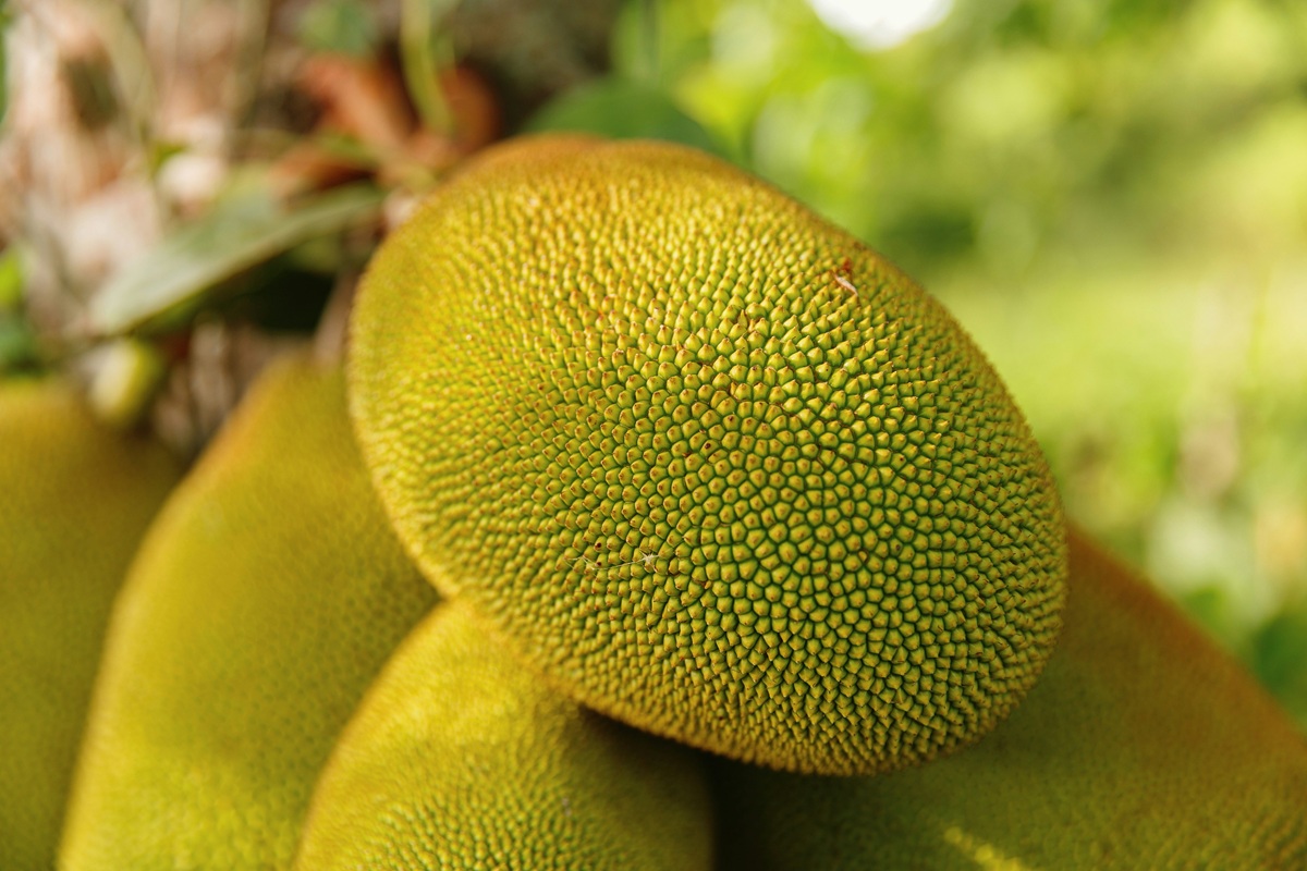 Yellow-green jackfruits on a tree